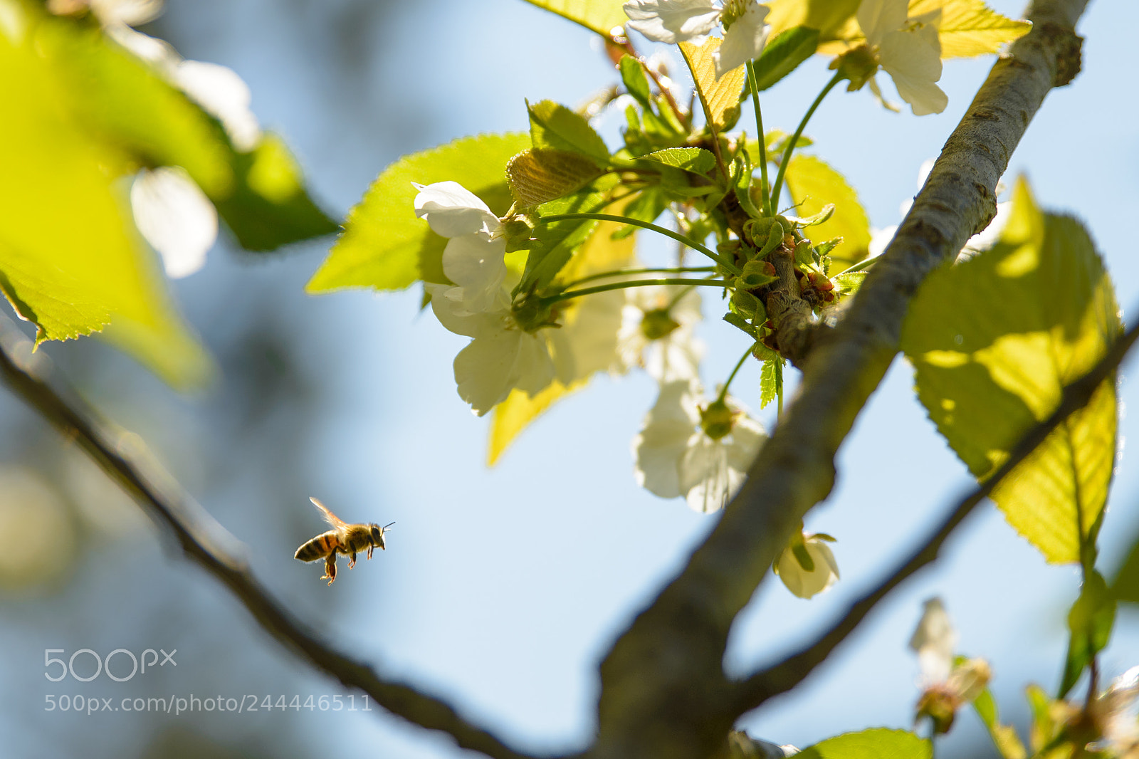 Nikon D610 sample photo. The bee photography