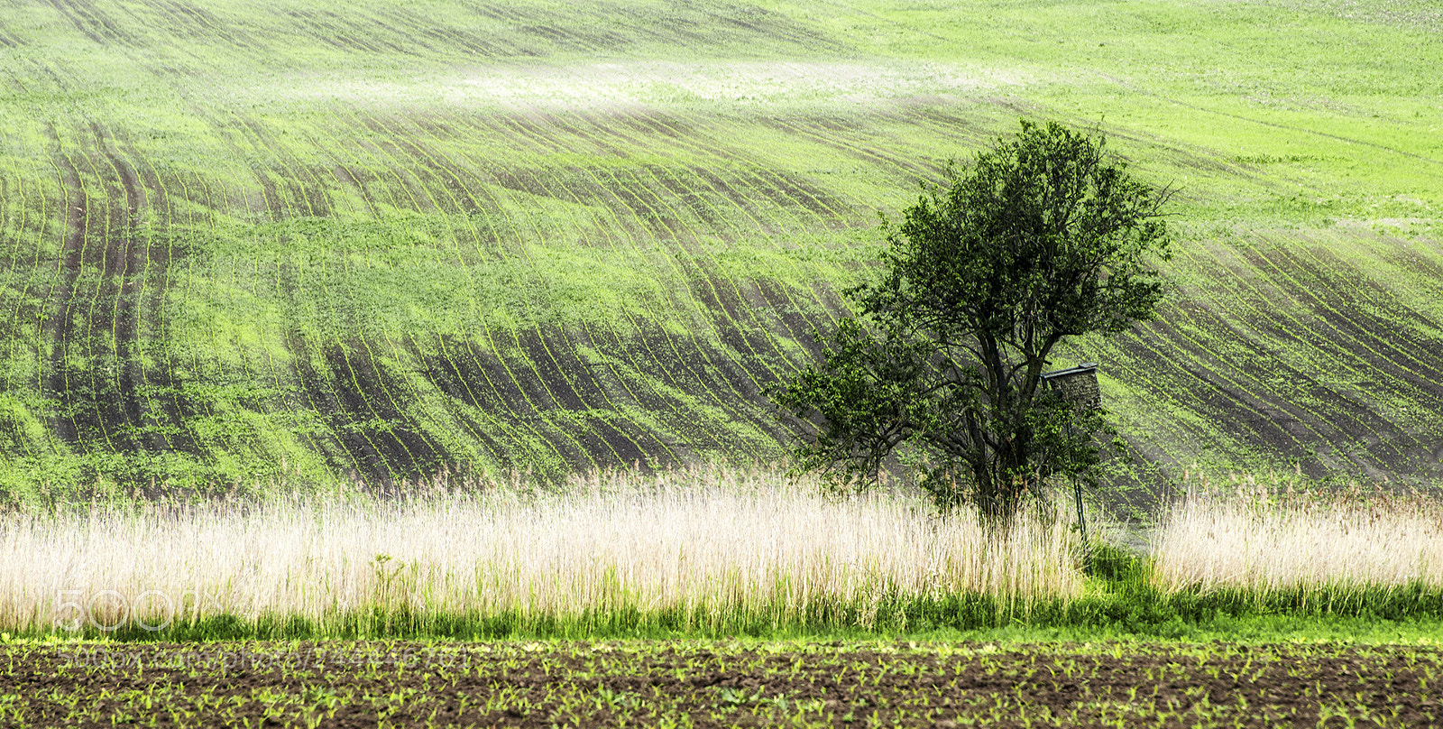 Nikon D800 sample photo. Tree photography