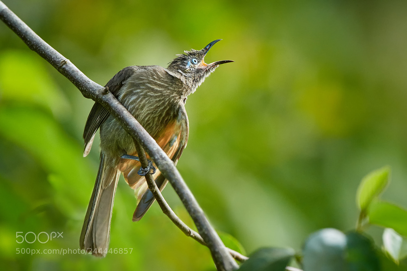Nikon D500 sample photo. Eungella honeyeater (bolemoreus hindwoodi) photography