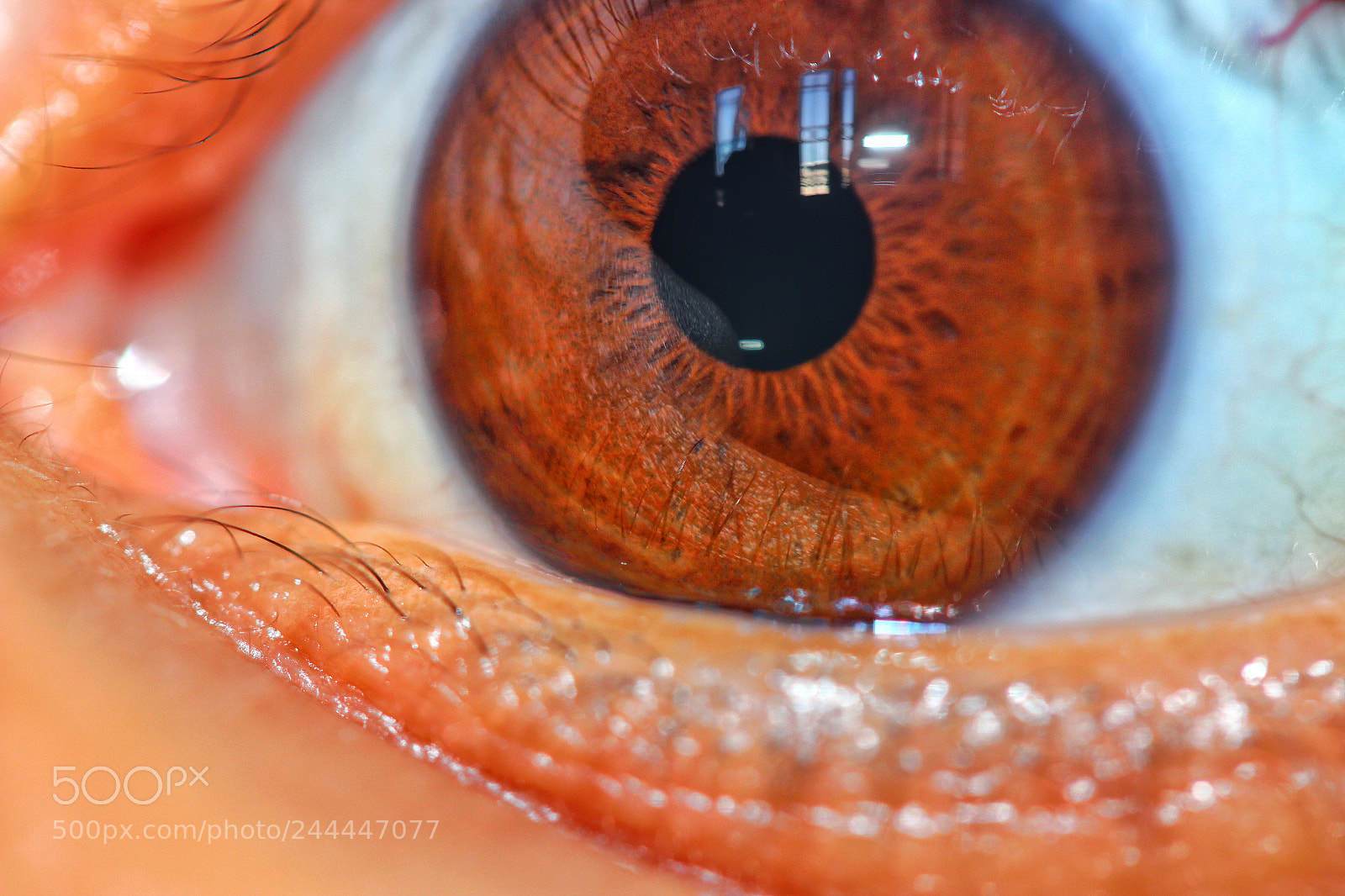 Canon EOS 700D (EOS Rebel T5i / EOS Kiss X7i) sample photo. Fire eye! photography