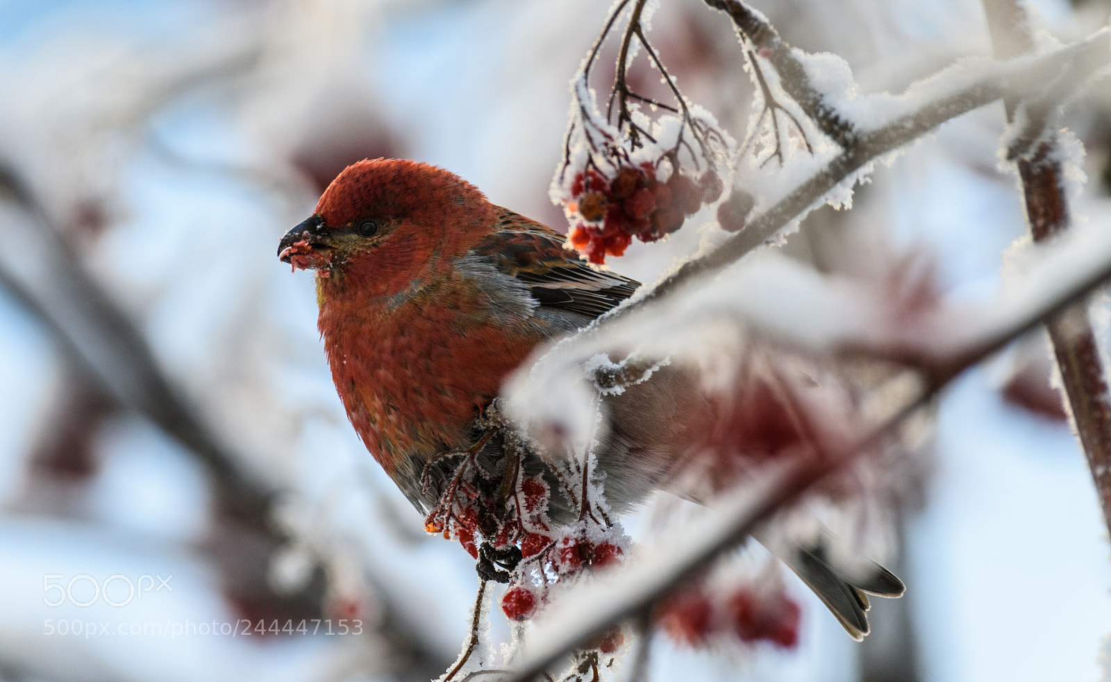 Nikon D810 sample photo. Pine grosbeak photography