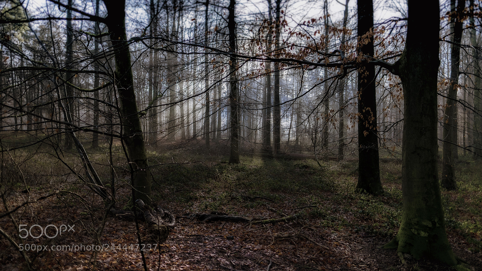 Fujifilm X-Pro1 sample photo. Winter morning woods photography