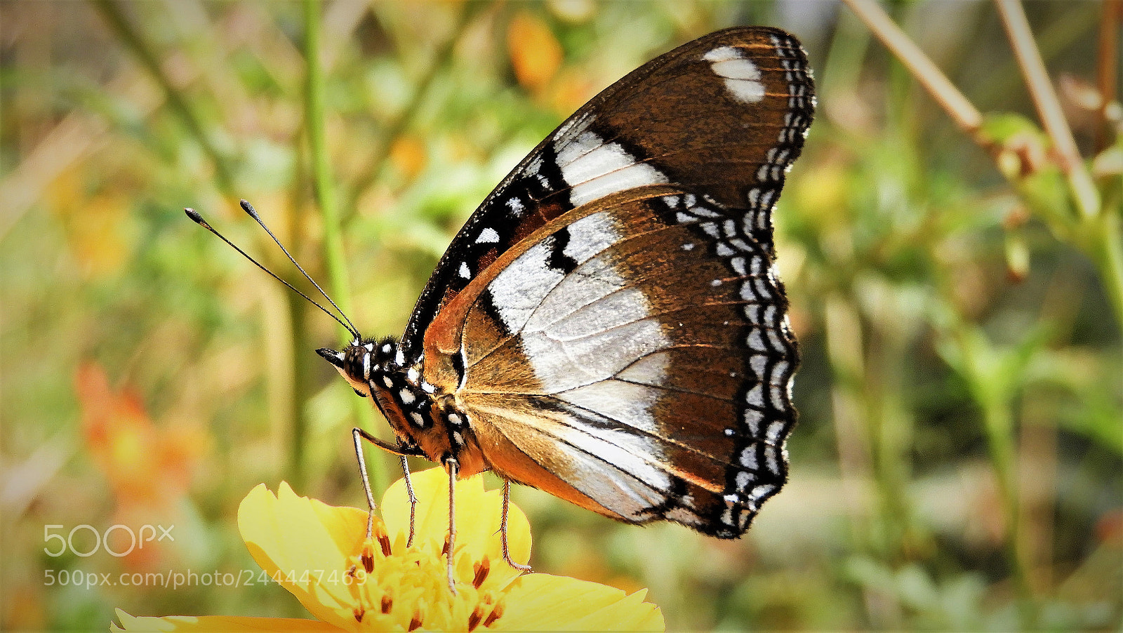 Nikon Coolpix B700 sample photo. Eggfly butterfly photography