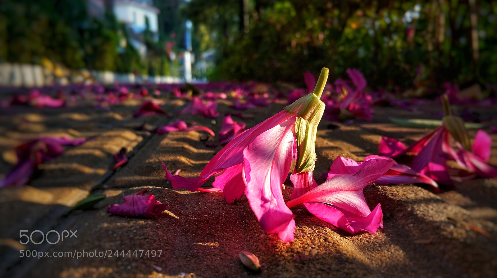 Xiaomi Mi Note 3 sample photo. Autumn photography