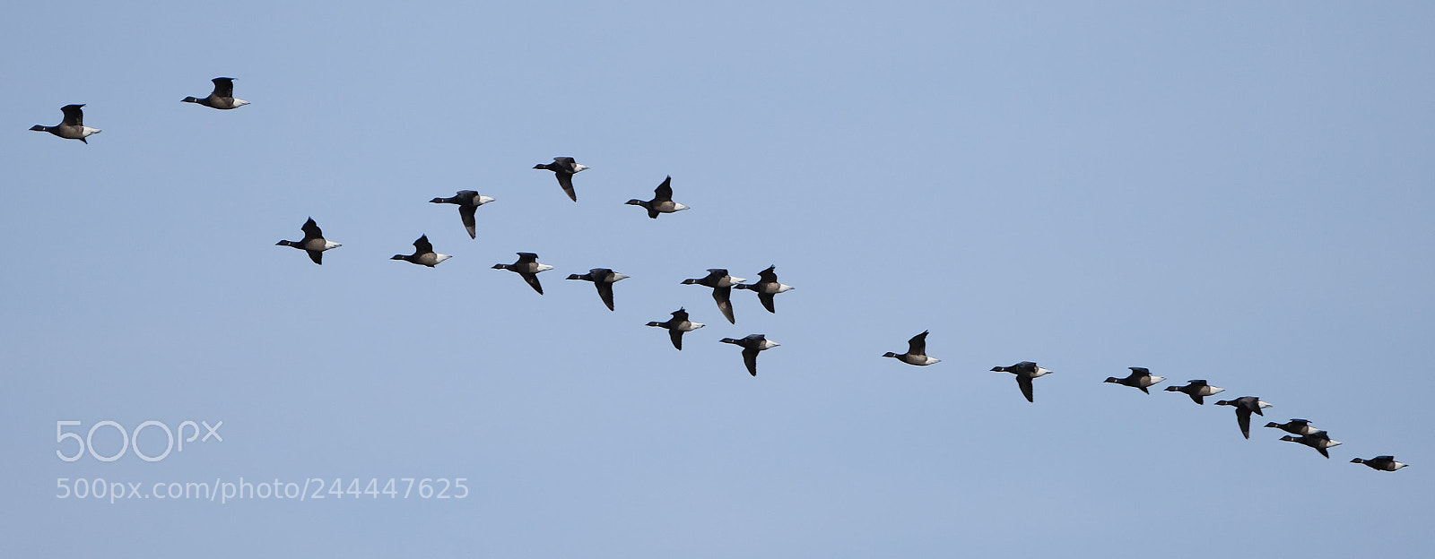 Fujifilm X-T1 sample photo. Formation flying photography