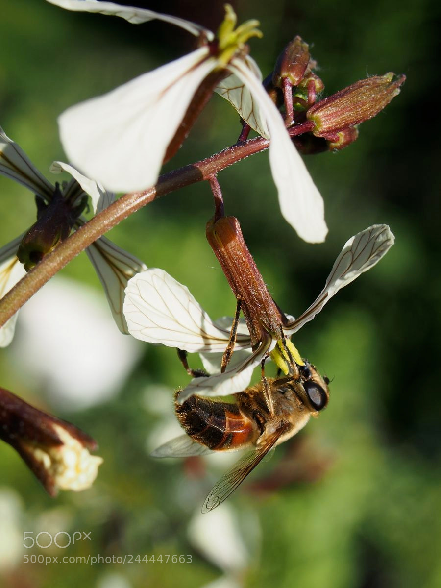 Olympus OM-D E-M5 sample photo. Nectar photography