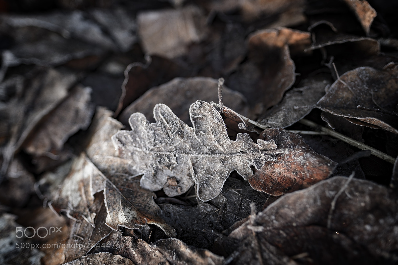 Fujifilm X-Pro1 sample photo. Wintercolored photography