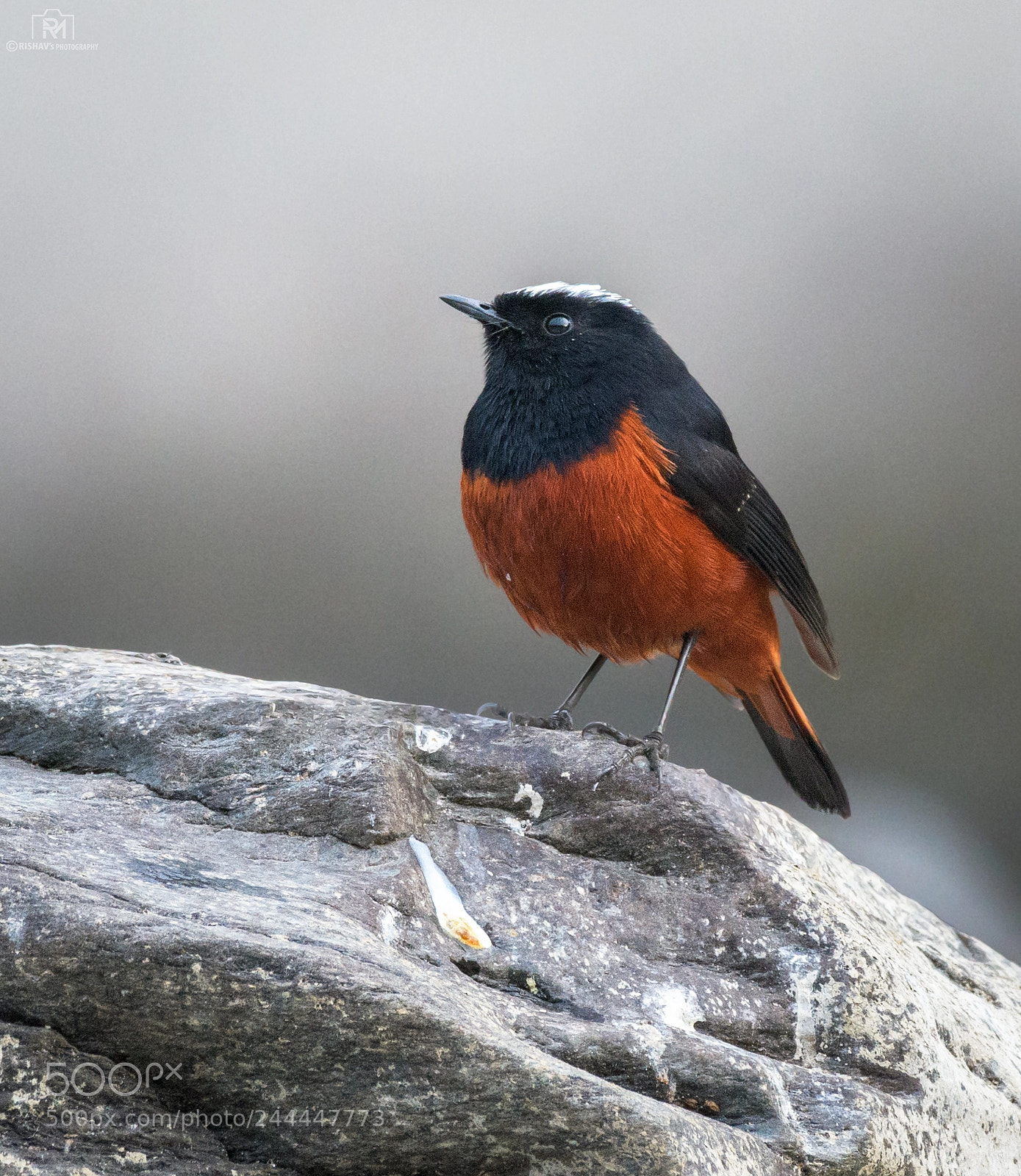 Nikon D500 sample photo. White-capped redstart photography