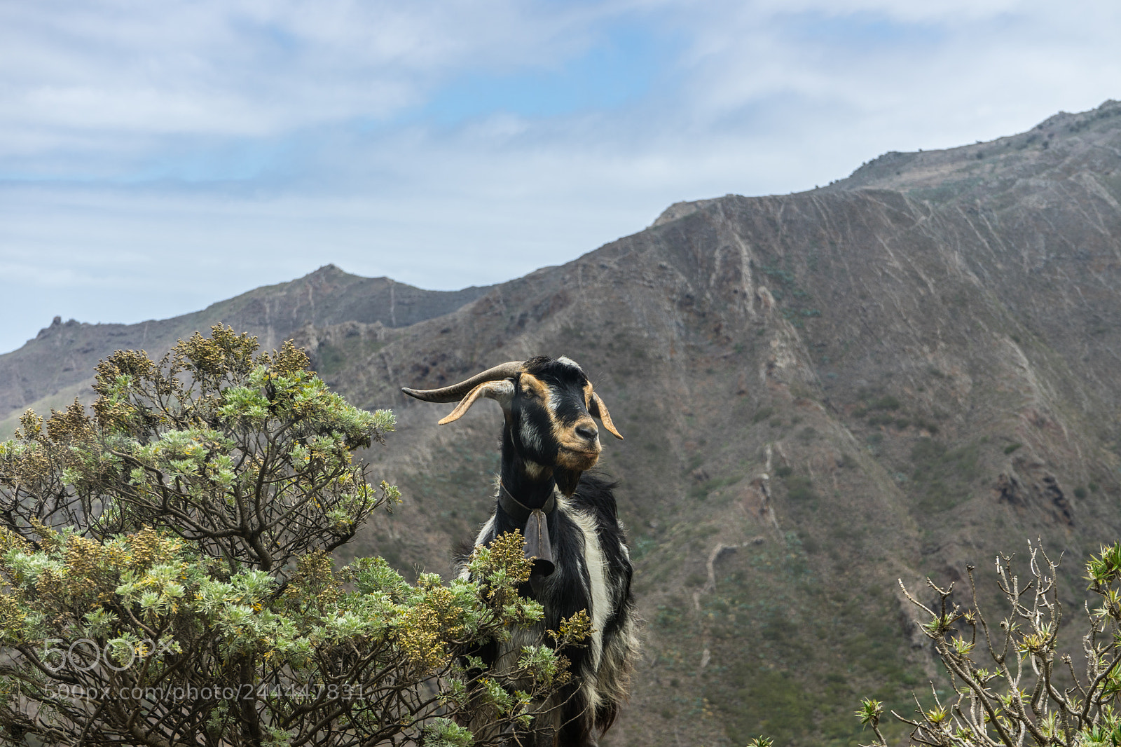 Sony a7 sample photo. Canarian mountain goat photography