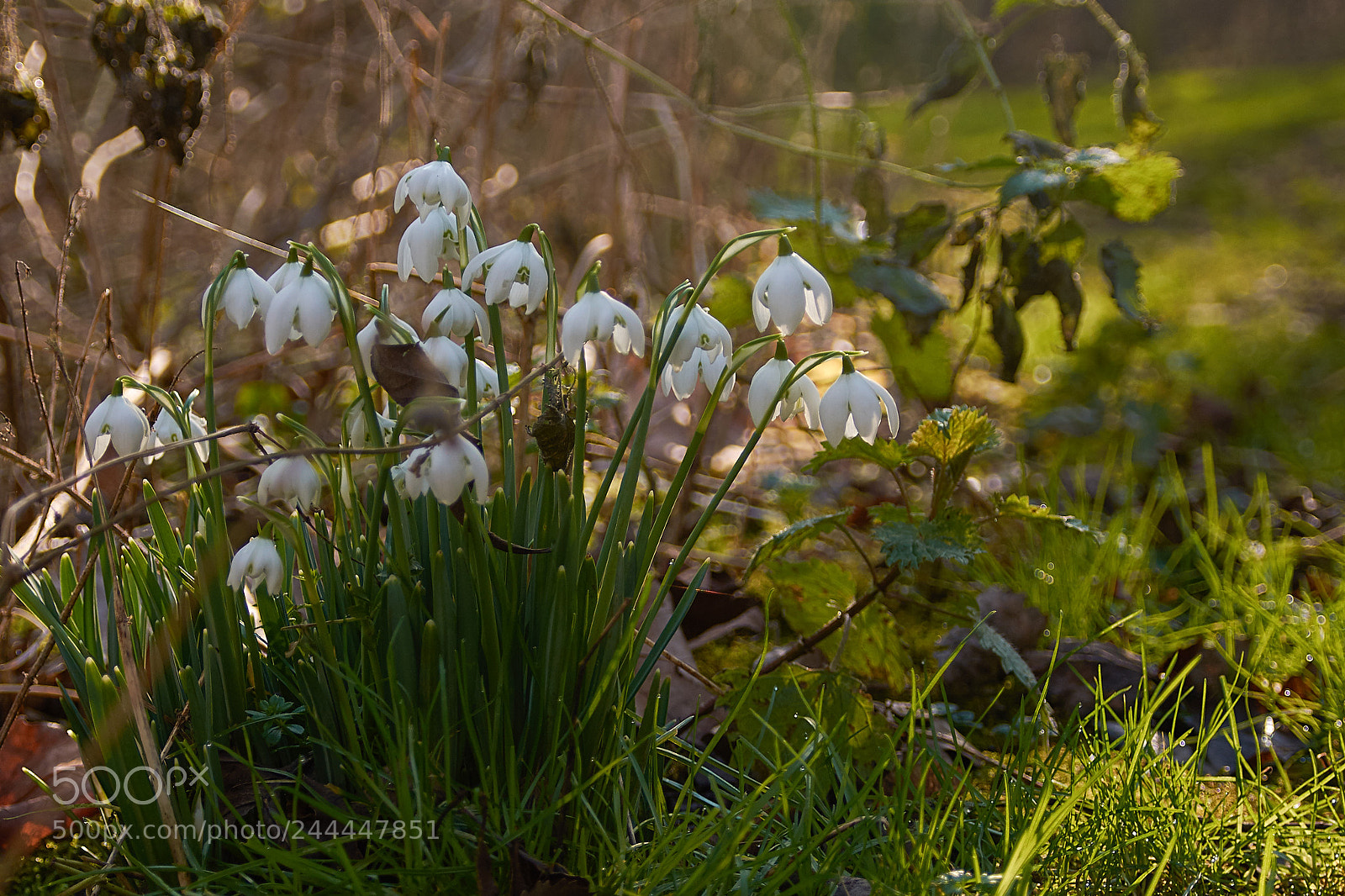 Nikon D7200 sample photo. Snowdrops in sunlight photography