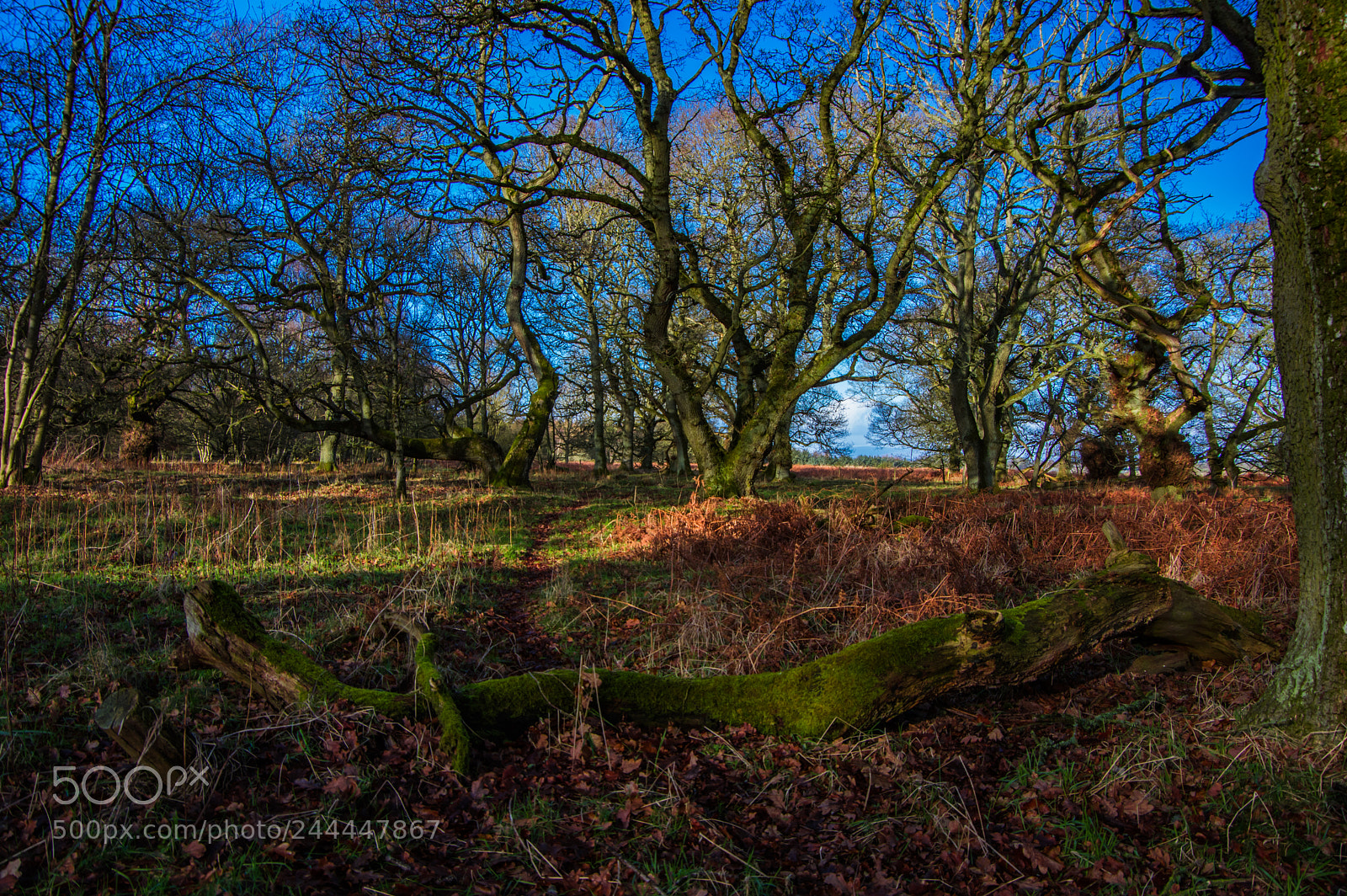Pentax K-3 sample photo. Moss tree fallen photography