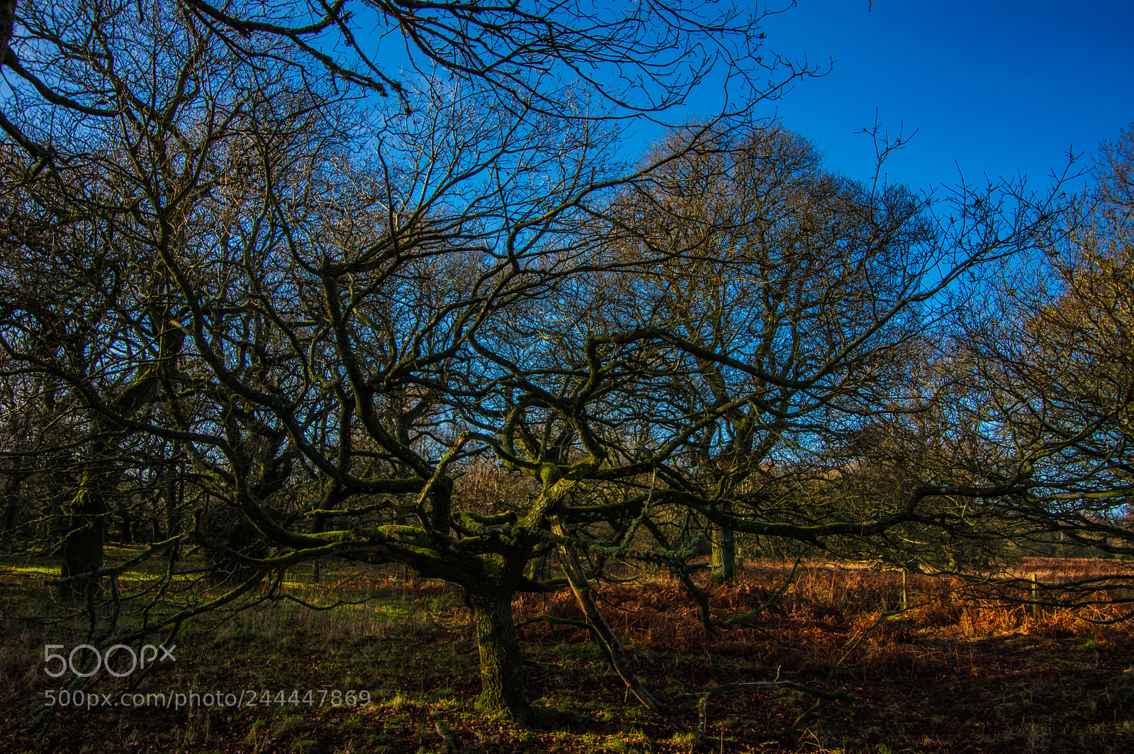 Pentax K-3 sample photo. Mossy tree photography