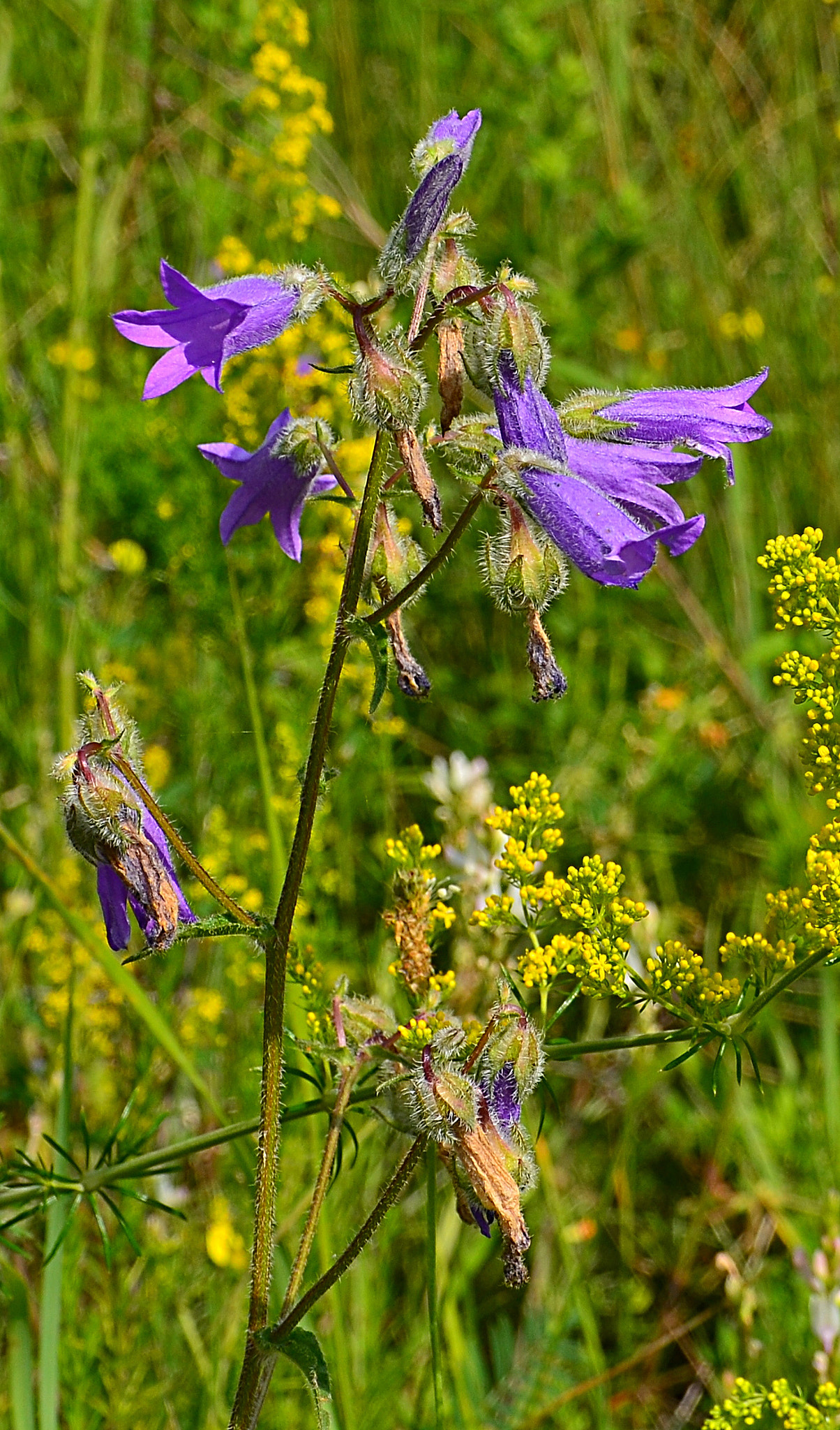 Nikon D3100 sample photo. Tomentous bellfllower photography