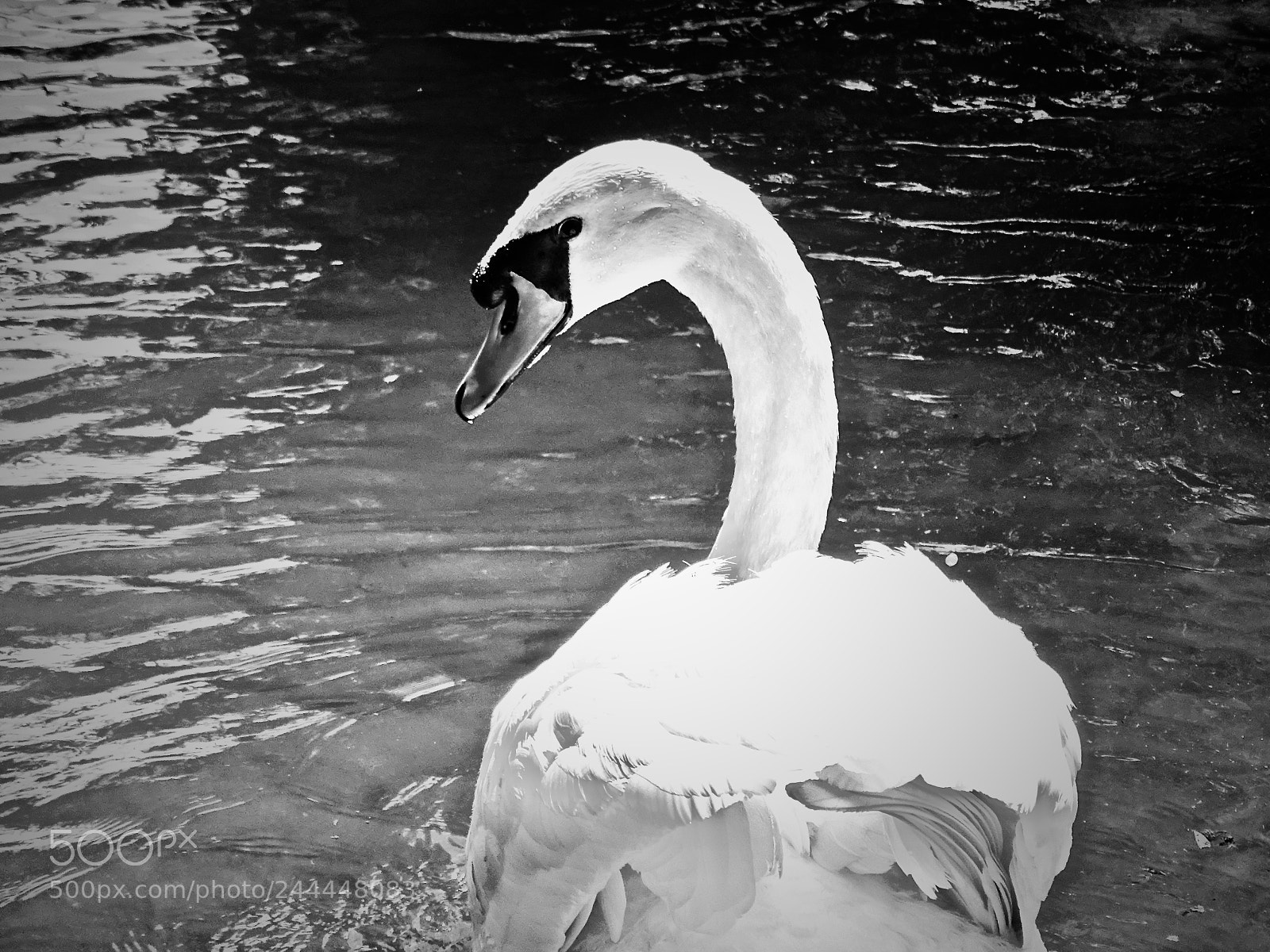 Sony Cyber-shot DSC-HX400V sample photo. Photogenic swan photography