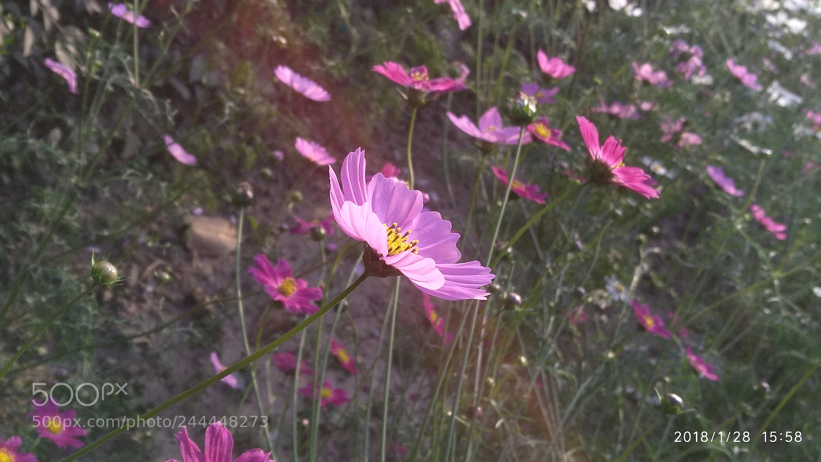Xiaomi MI MAX 2 sample photo. Untitled photography