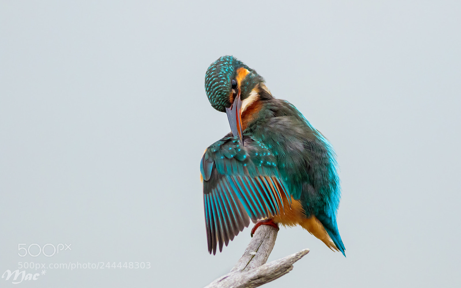 Canon EOS 7D Mark II sample photo. Brushing feathers photography