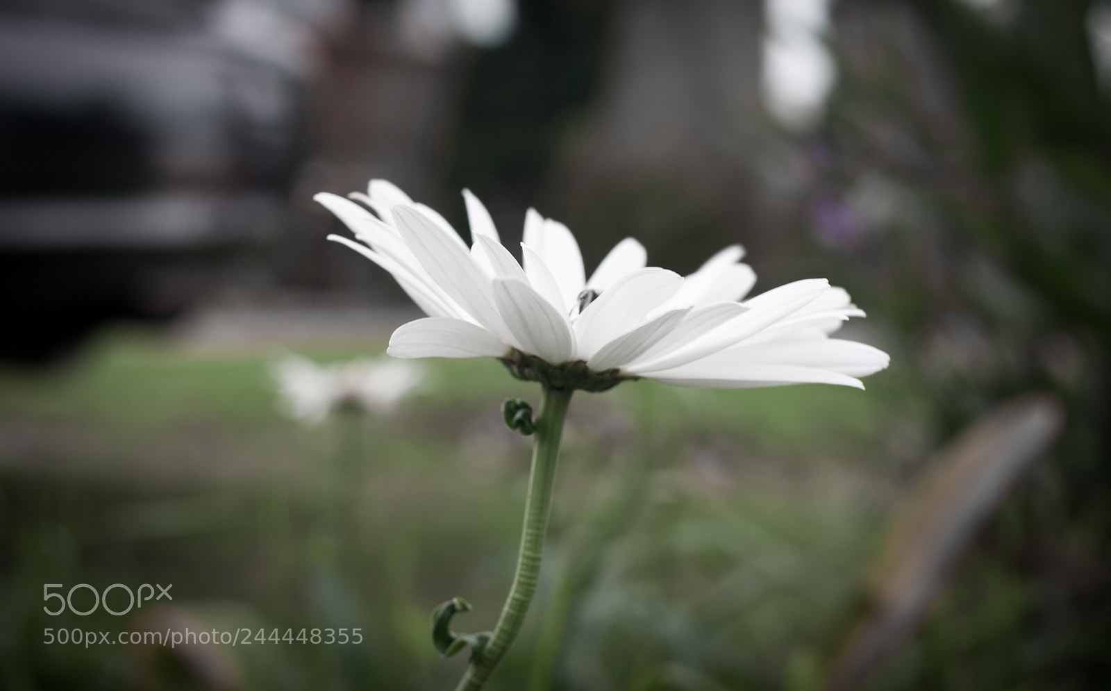 Canon EOS 20D sample photo. Marguerite photography