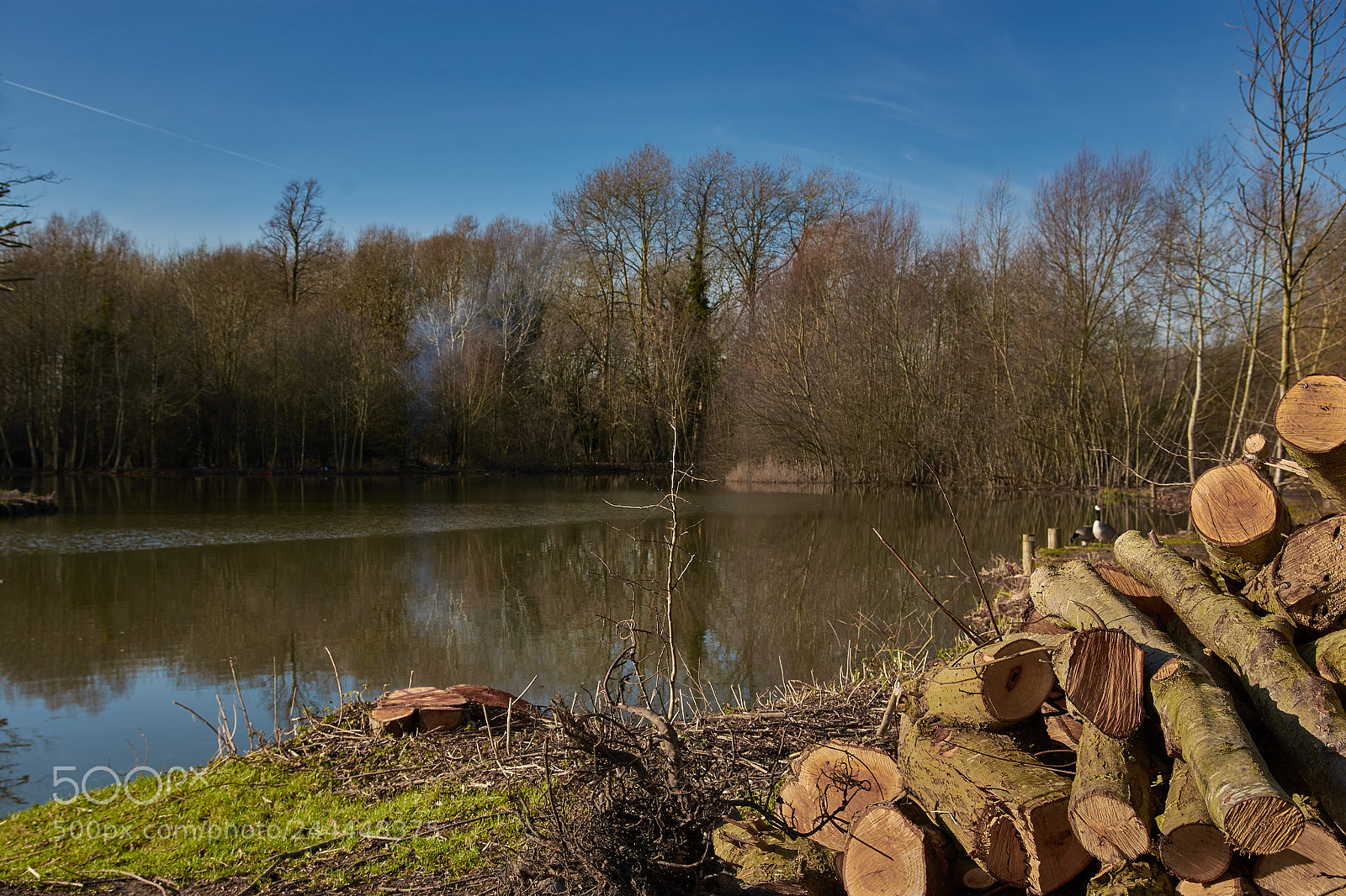 Nikon D7200 sample photo. Coppicing and clearing photography
