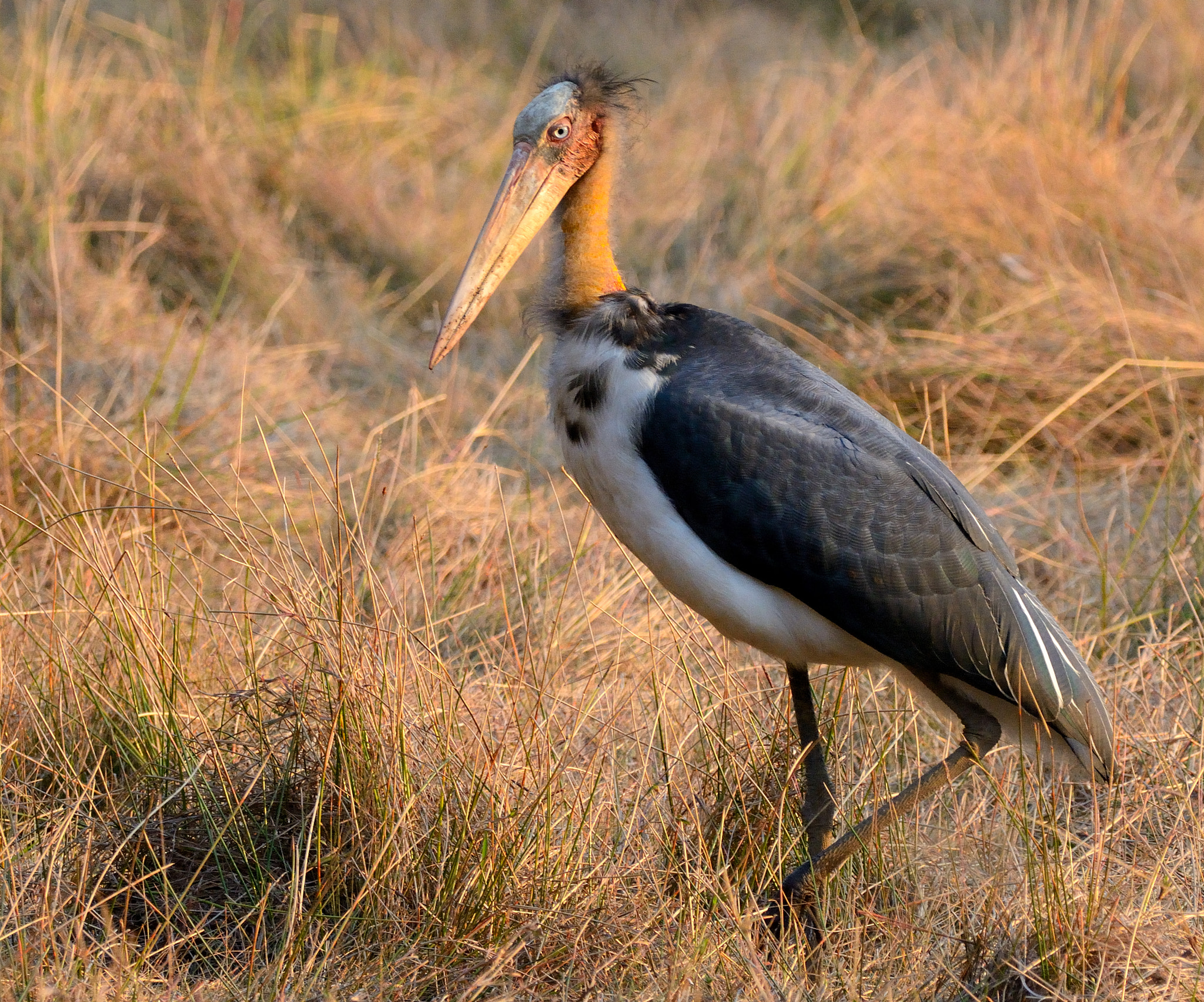 Nikon D7100 + Sigma 150-600mm F5-6.3 DG OS HSM | C sample photo. Lesser adjutant stork photography