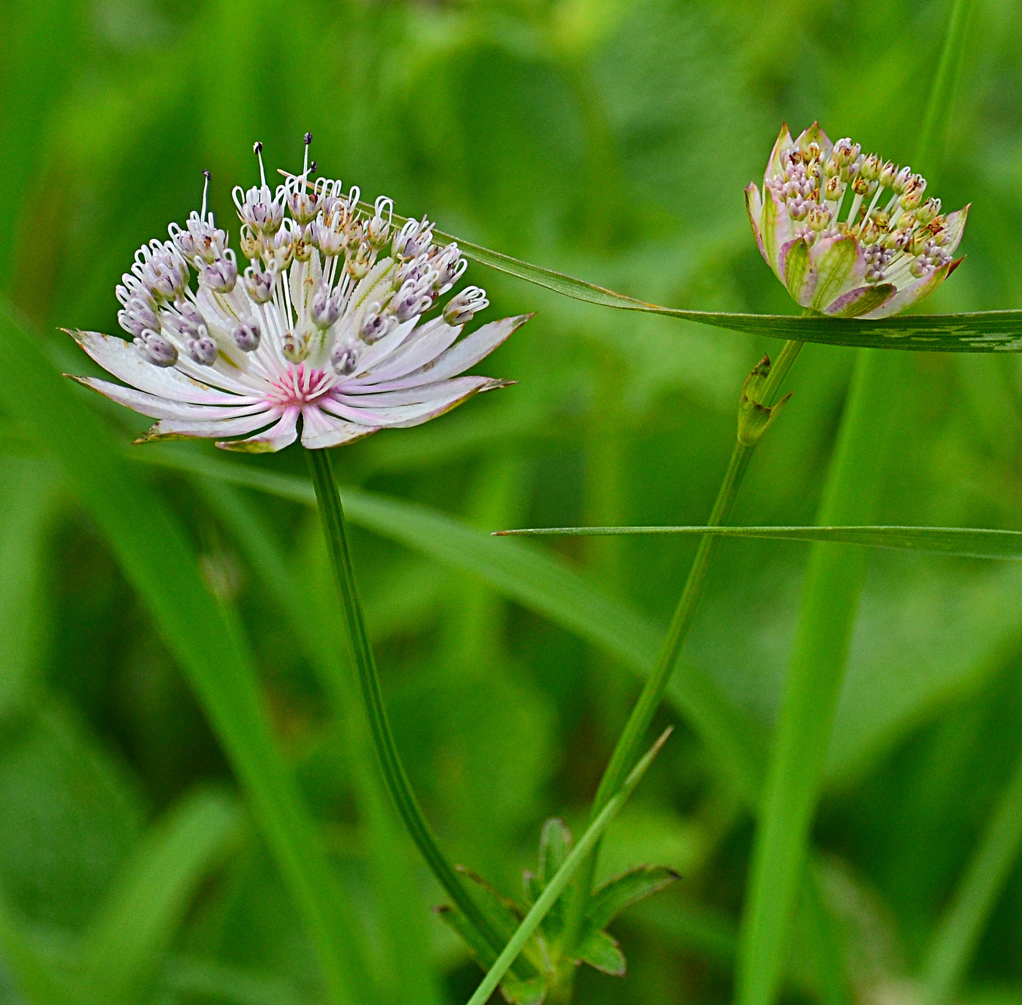 Nikon D3100 sample photo. Onion in mountains photography