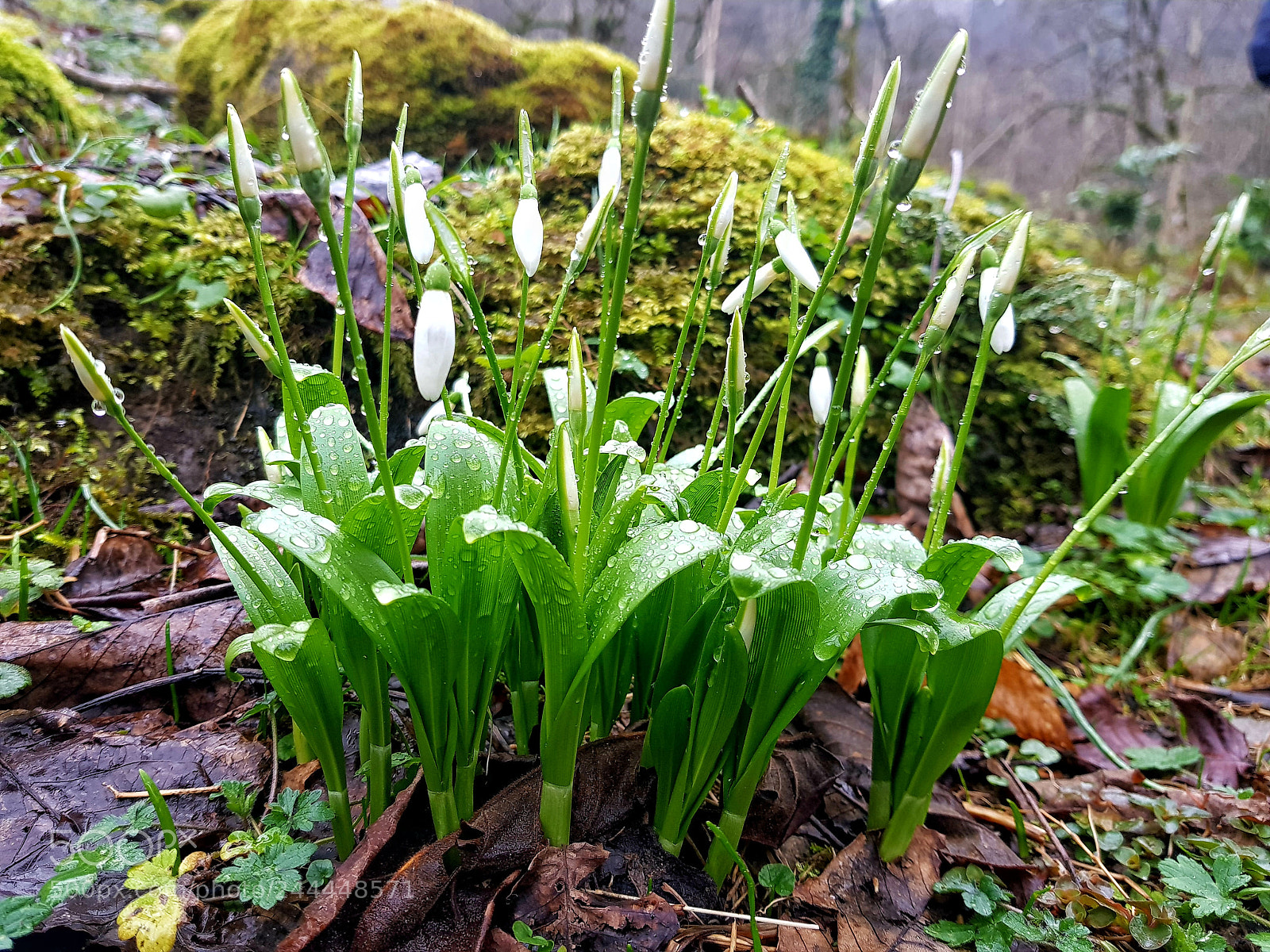 Samsung Galaxy S8 sample photo. Untitled photography