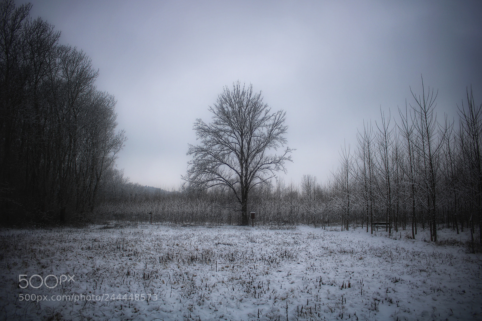 Canon EOS 760D (EOS Rebel T6s / EOS 8000D) sample photo. Winter photography