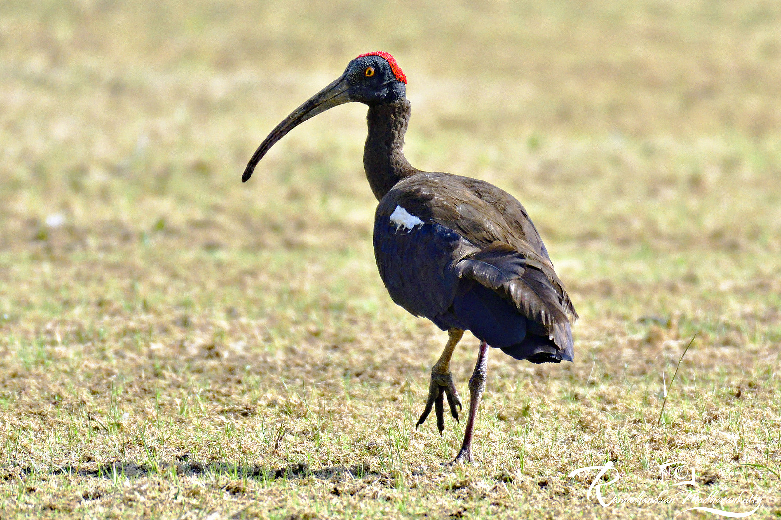 Nikon D500 sample photo. Red-naped ibis or pseudibis photography