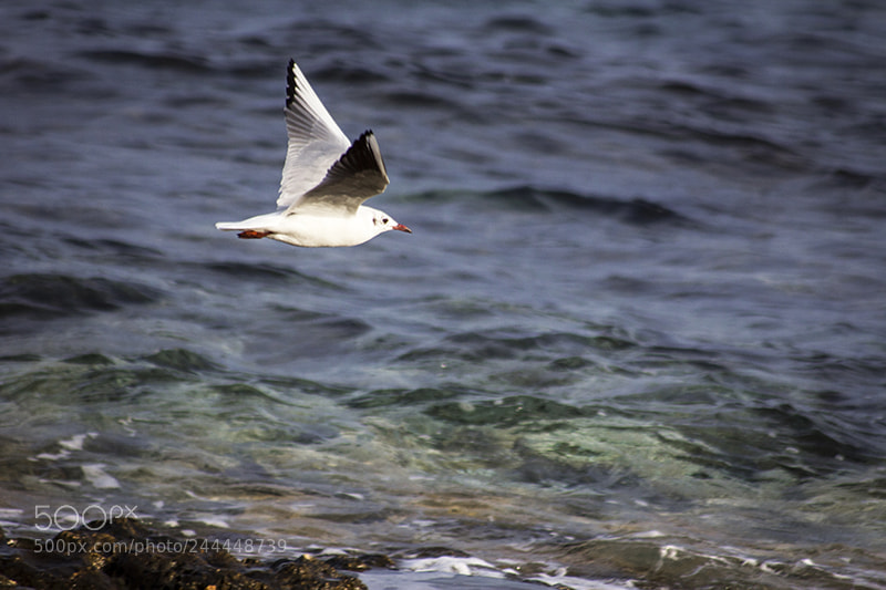 Canon EOS 60D sample photo. Untitled photography