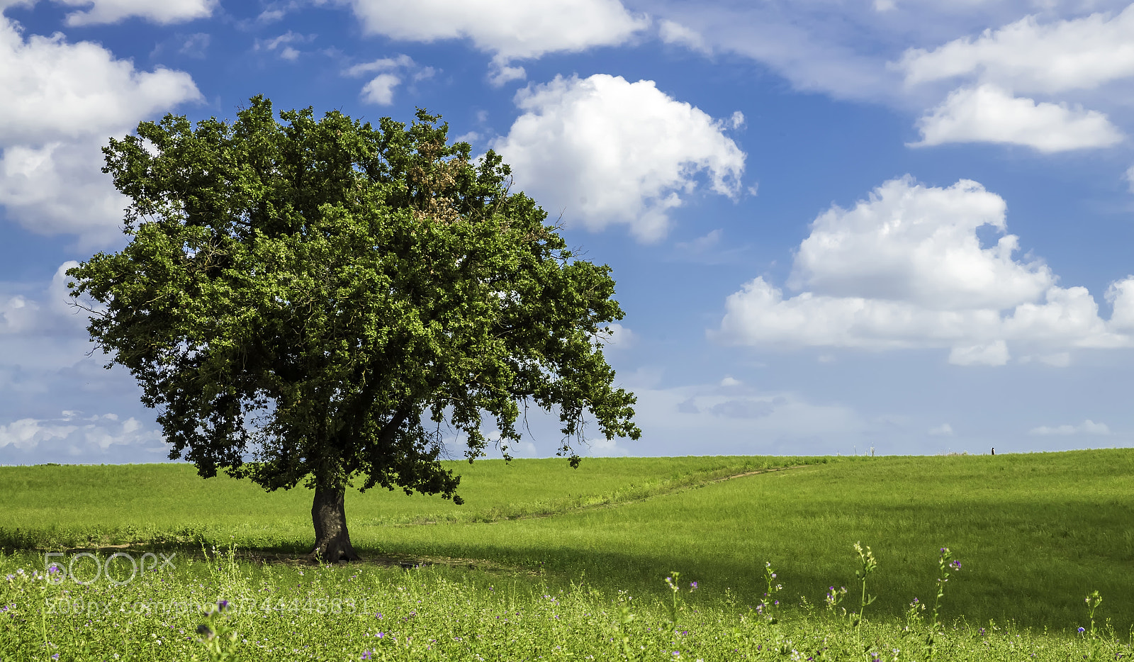 Nikon D610 sample photo. The solitary tree photography
