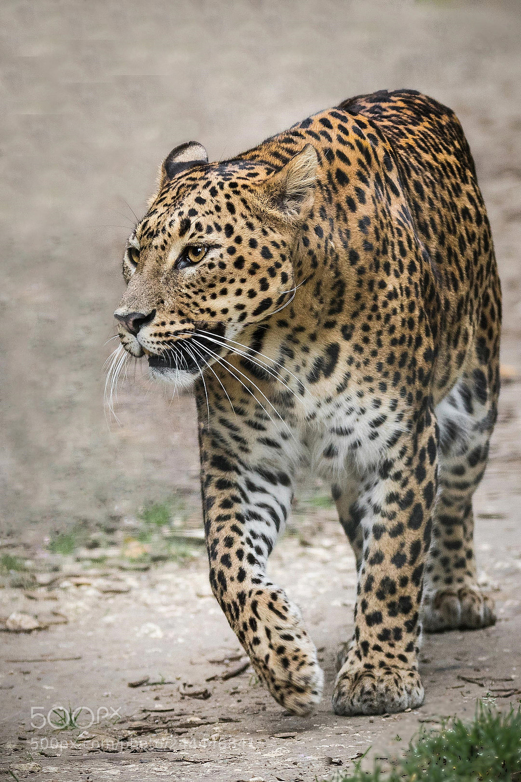 Canon EOS 7D Mark II sample photo. Jaguar photography