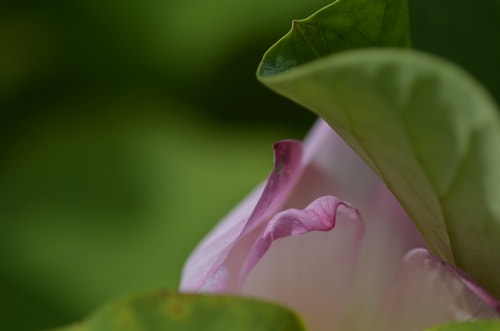 Nikon D7000 + Sigma 105mm F2.8 EX DG Macro sample photo. Lotus photography