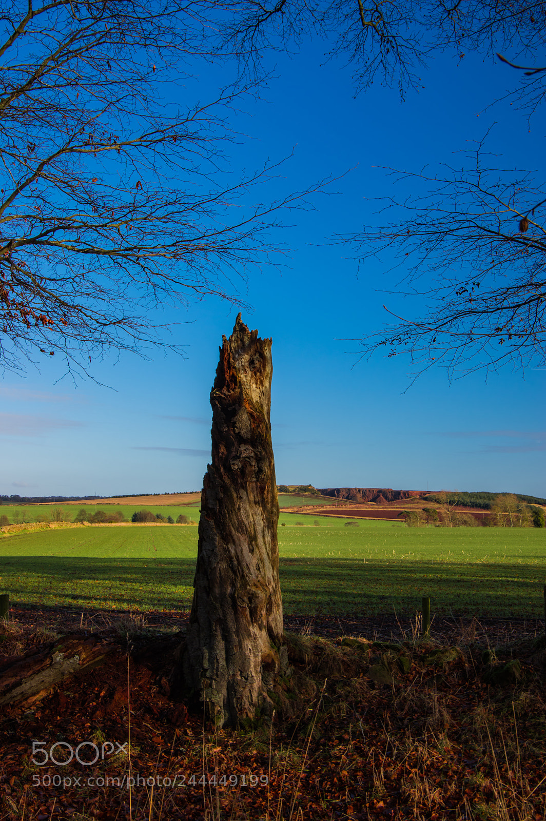 Pentax K-3 sample photo. Tree stump photography