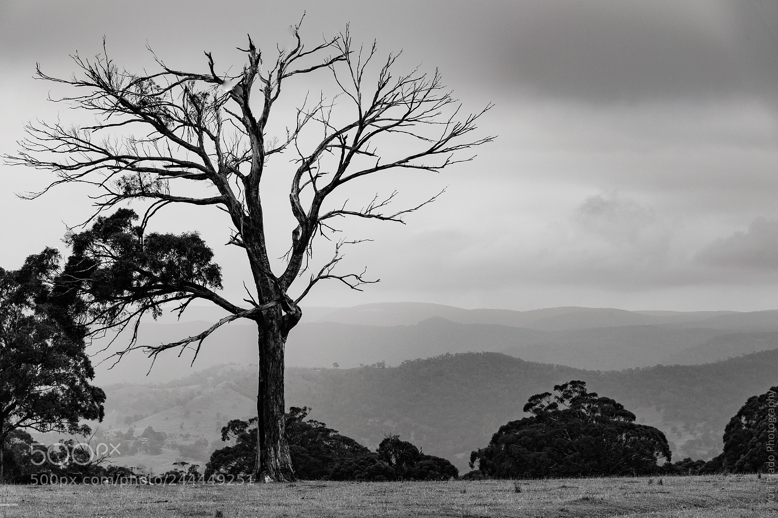 Nikon Df sample photo. ...stand out... photography