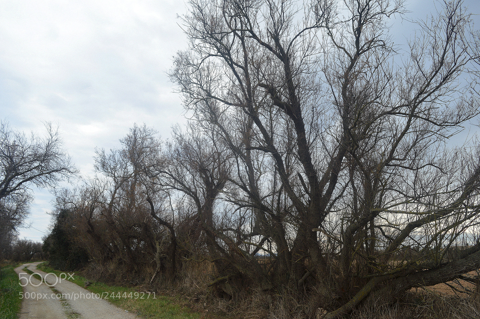 Nikon D3200 sample photo. Path photography