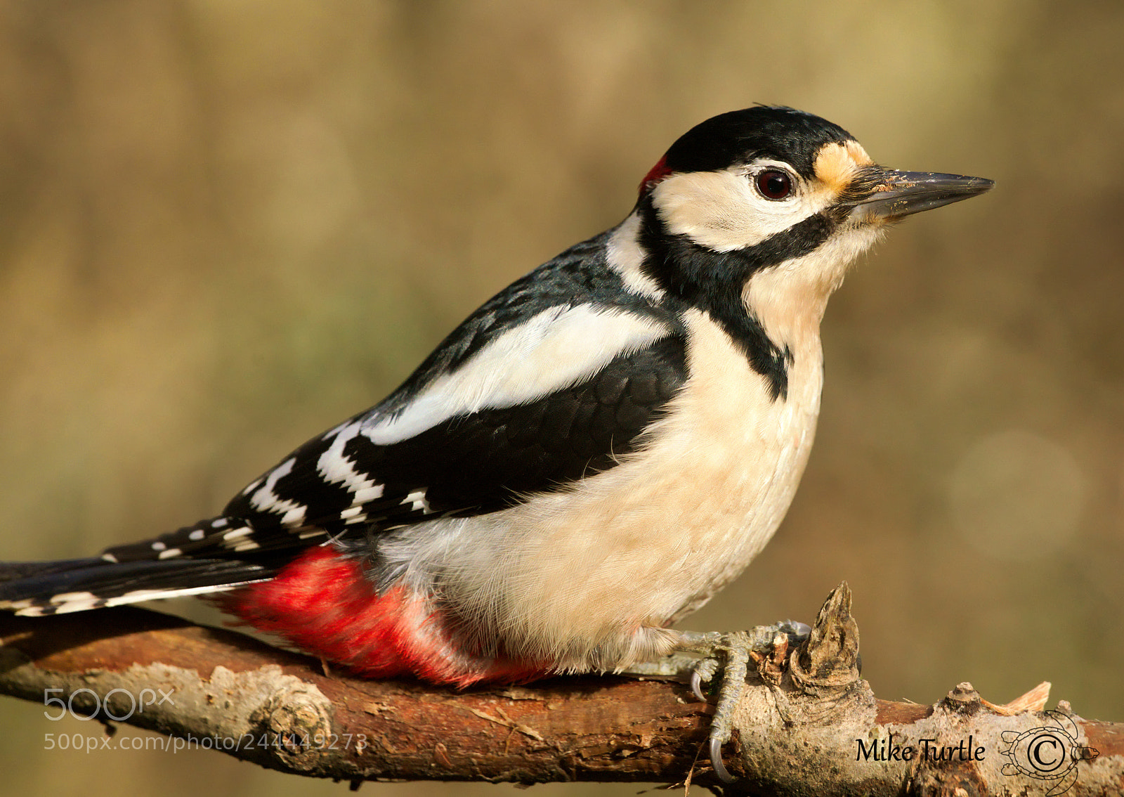 Sony a99 II sample photo. Great spotted woodpecker photography