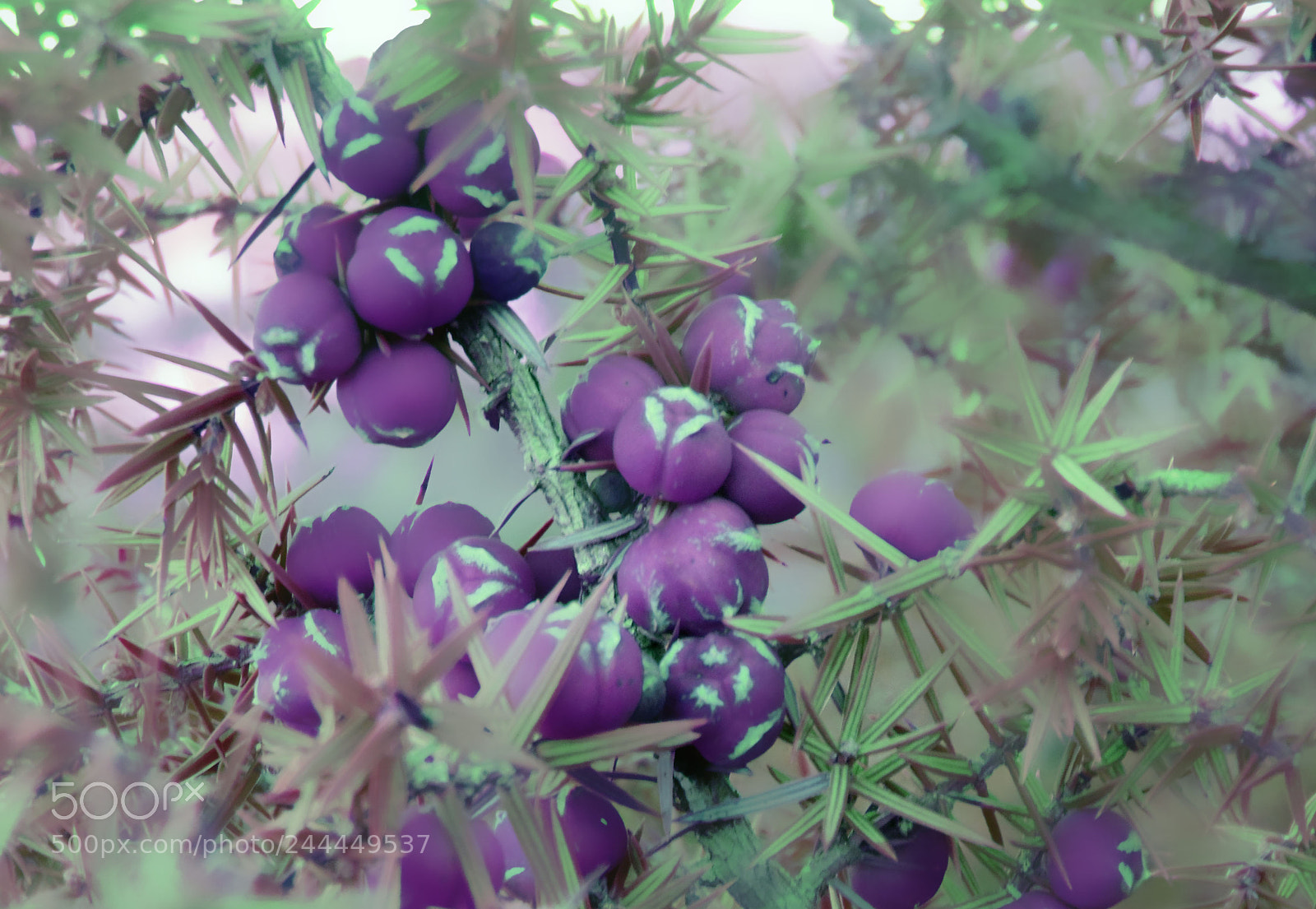Sony Cyber-shot DSC-H200 sample photo. Mountain fruits photography
