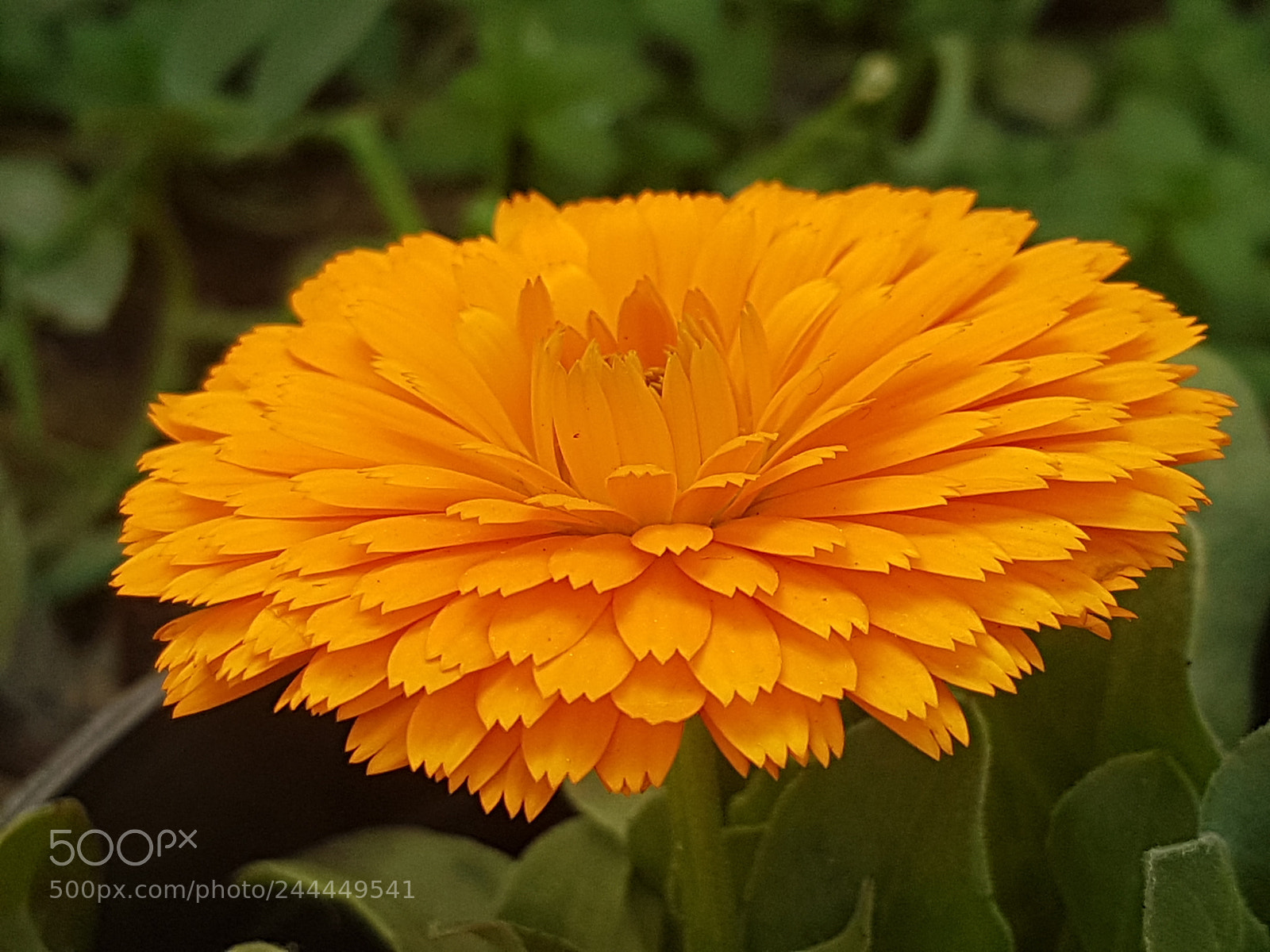 Samsung Galaxy S7 Edge sample photo. Untitled photography