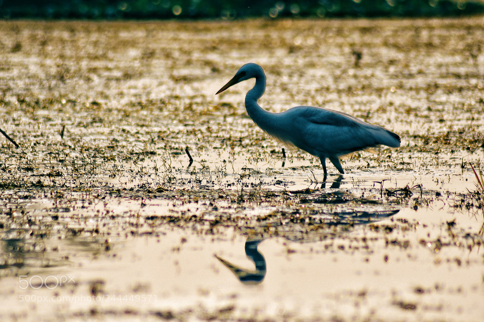 Nikon D7200 sample photo. The great erget. photography