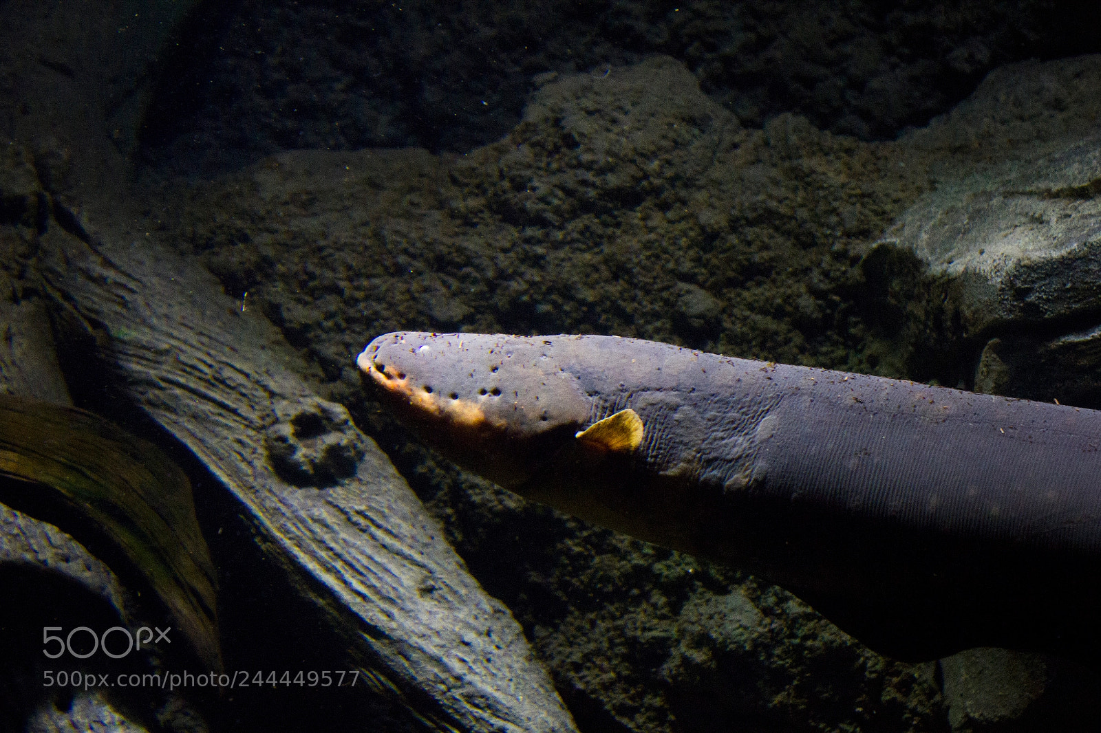 Canon EOS 550D (EOS Rebel T2i / EOS Kiss X4) sample photo. Electrophorus electricus electric eel photography