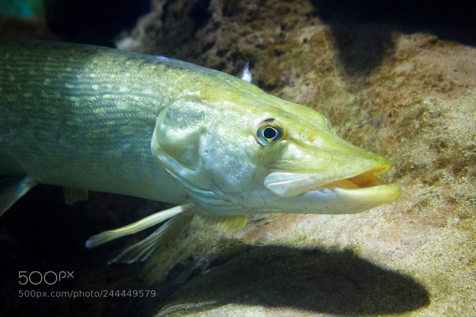 Canon EOS 550D (EOS Rebel T2i / EOS Kiss X4) sample photo. Esox lucius northern pike photography