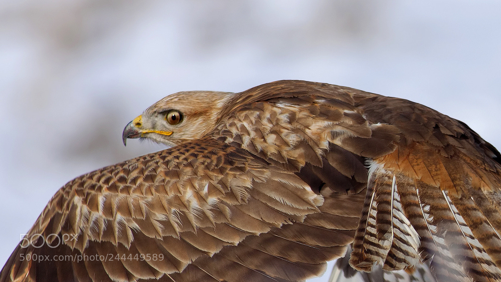 Canon EOS 50D sample photo. Long legged buzzard photography