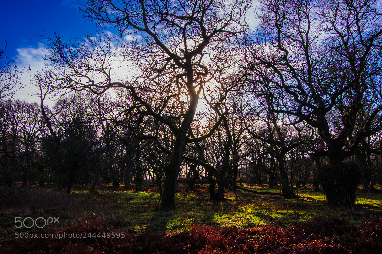 Pentax K-3 sample photo. Wood sun photography