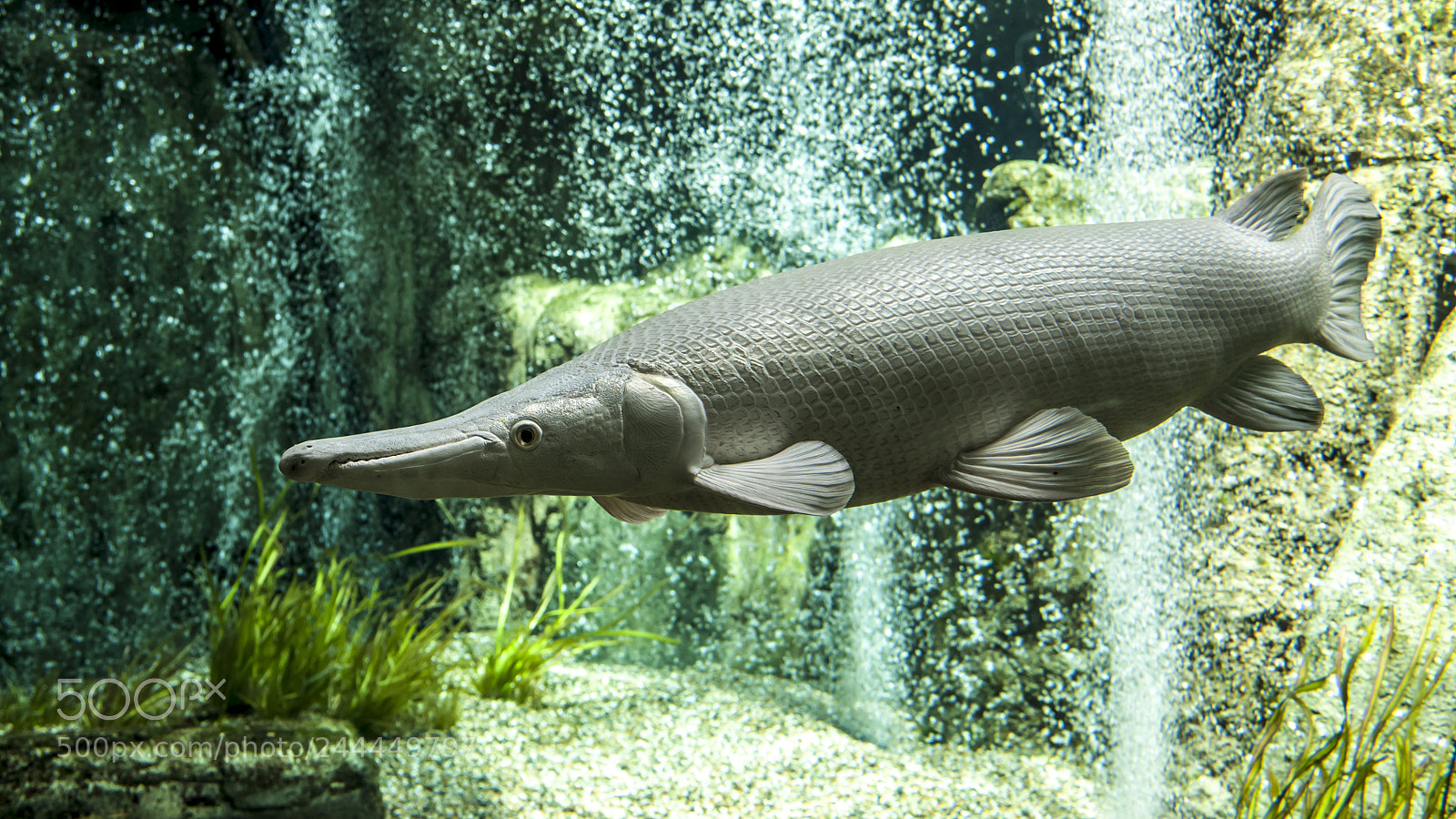 Nikon D90 sample photo. Living fossil photography