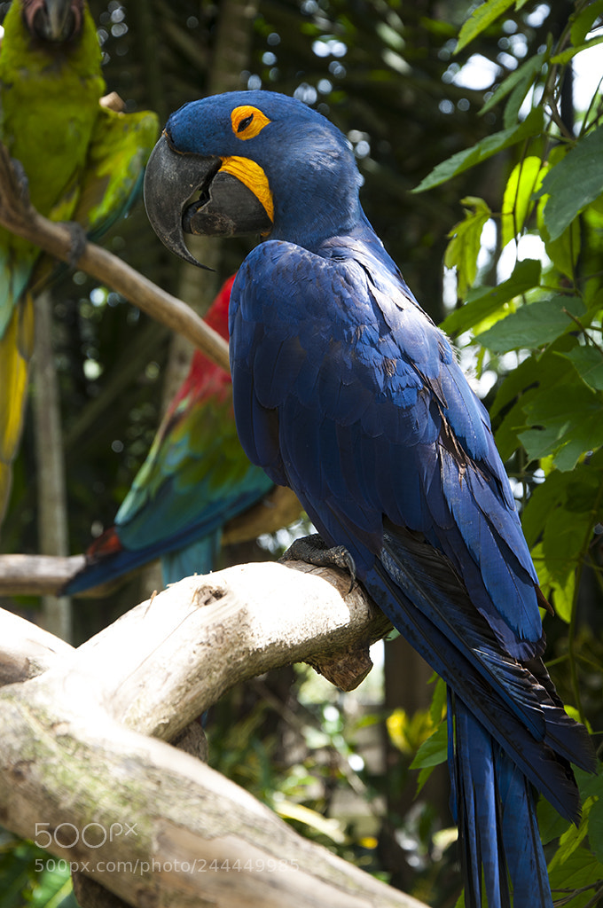 Nikon D5000 sample photo. Blue photography