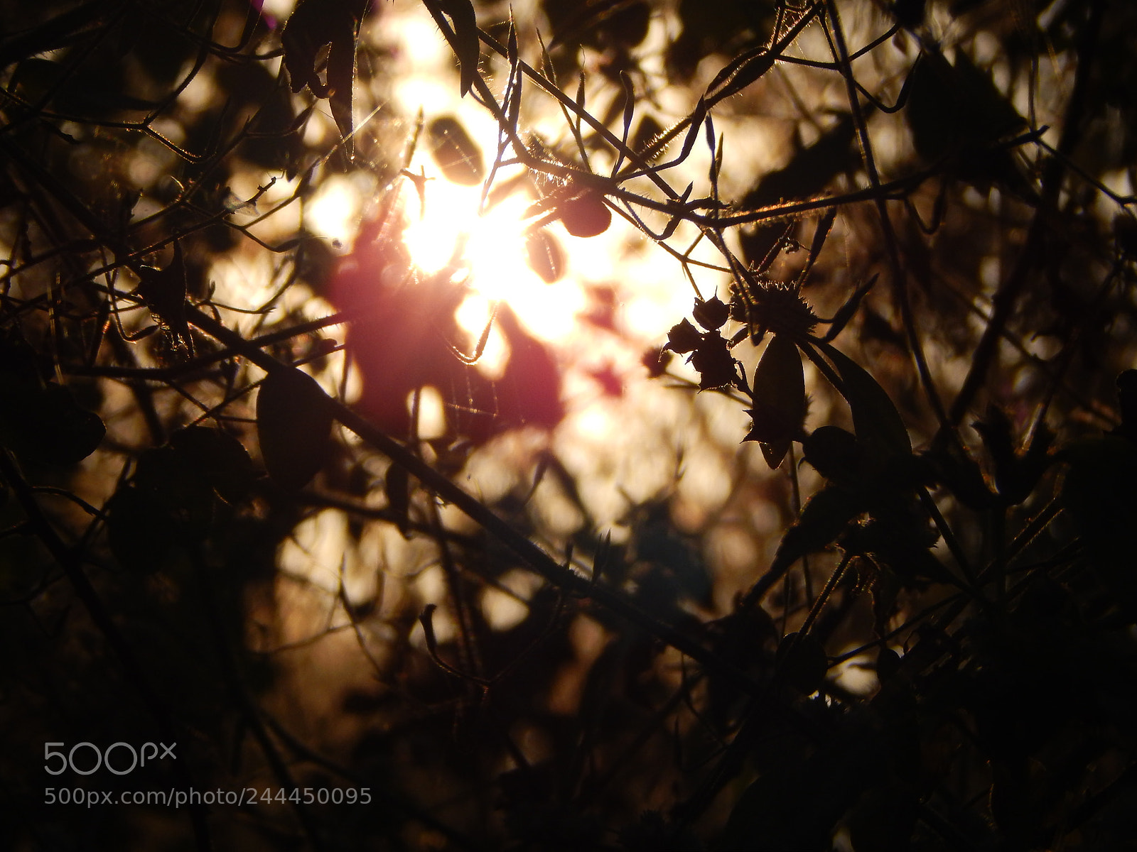 Nikon Coolpix L820 sample photo. Tree_branches photography