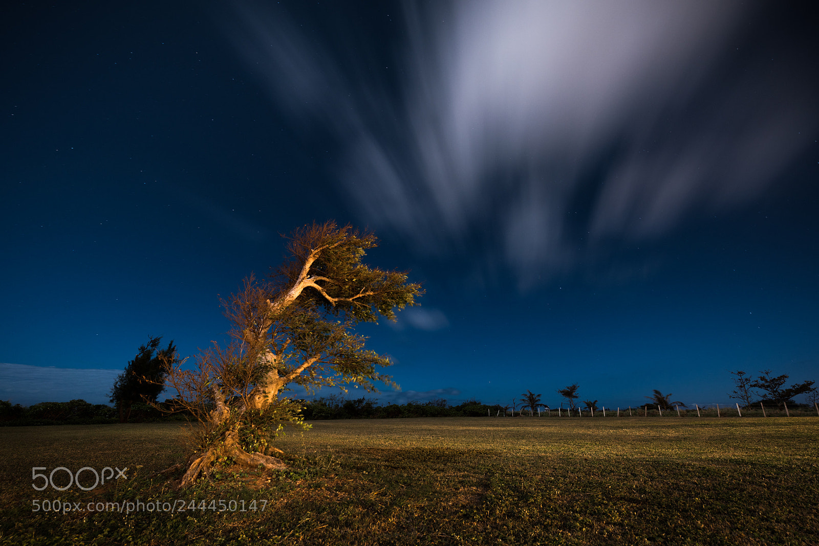 Nikon D810 sample photo. A tree in the photography