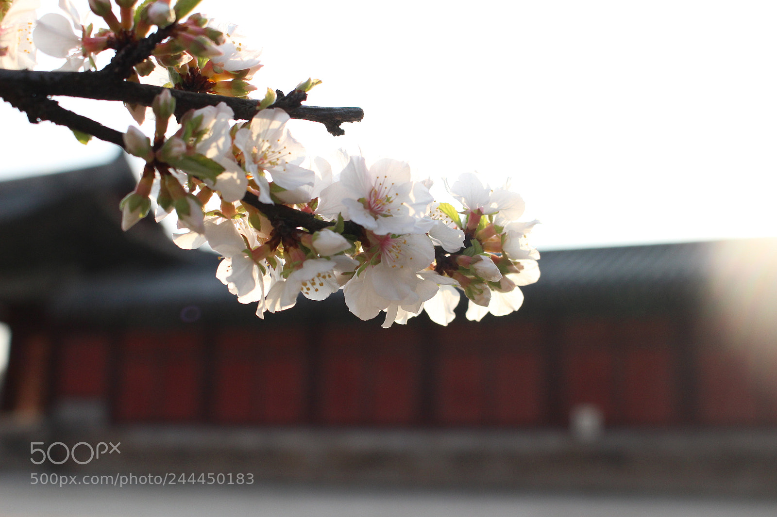 Canon EOS 100D (EOS Rebel SL1 / EOS Kiss X7) sample photo. Img photography