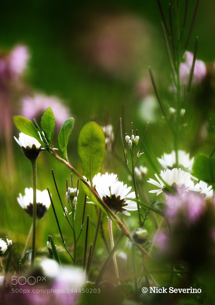 Canon EOS 7D Mark II sample photo. Longing for spring photography