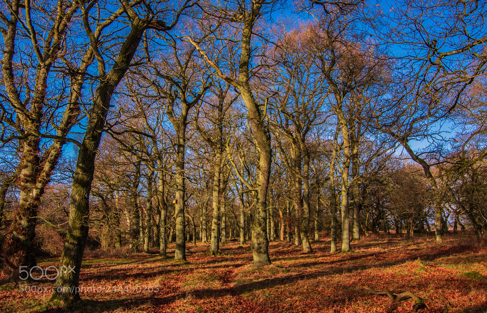 Pentax K-3 sample photo. Wood trees photography
