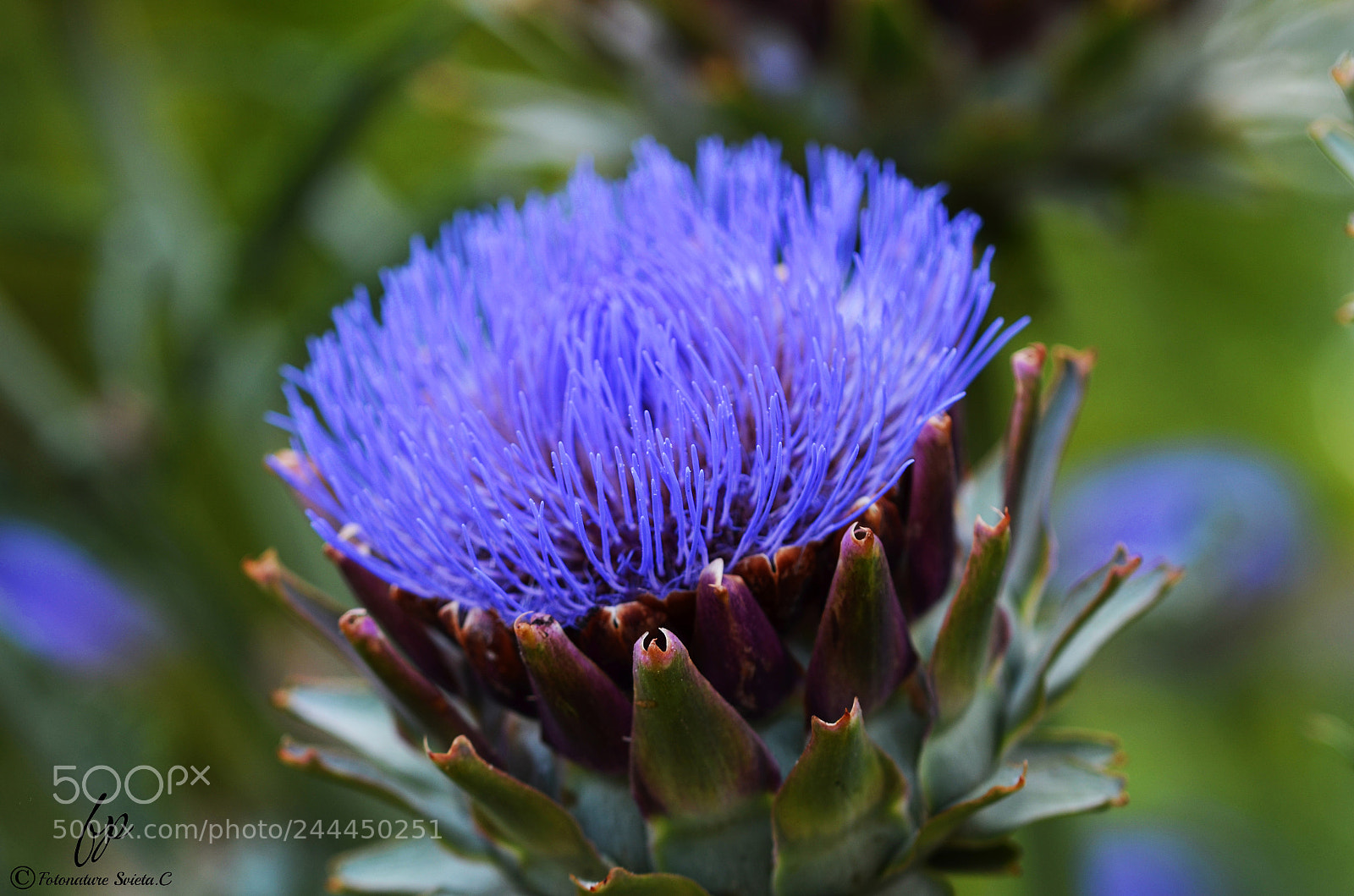 Nikon D5100 sample photo. Violet flower photography